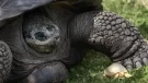 O broască țestoasă uriașă din Galapagos s-a născut albino – o premieră în istorie