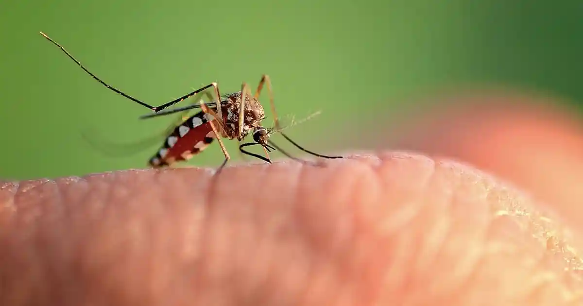 Descubierto cómo los mosquitos reconocen los vasos sanguíneos humanos: ¿un paso hacia el control de los mosquitos?